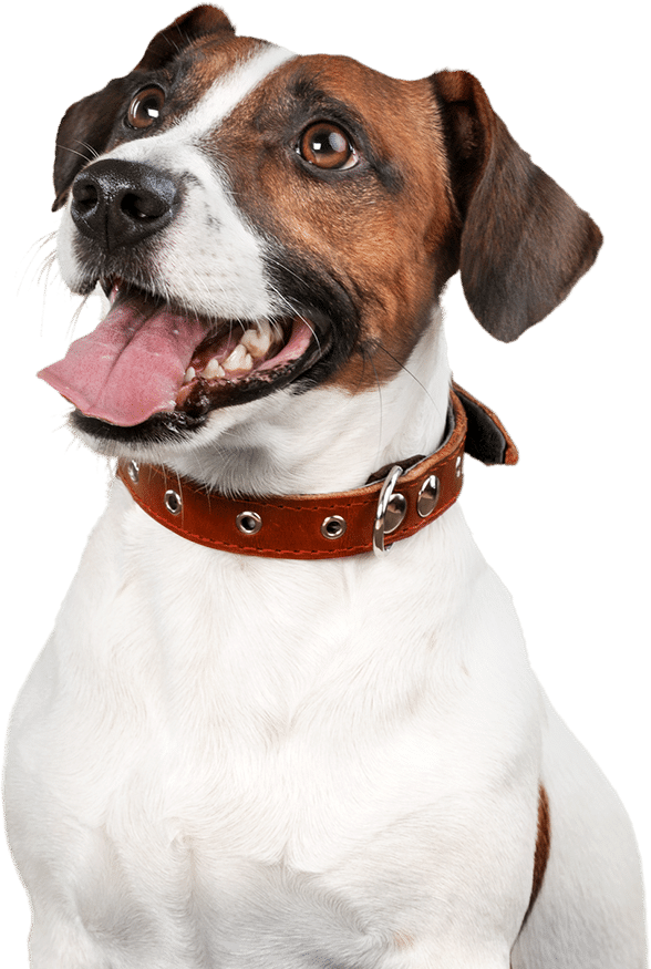 Doggo 2