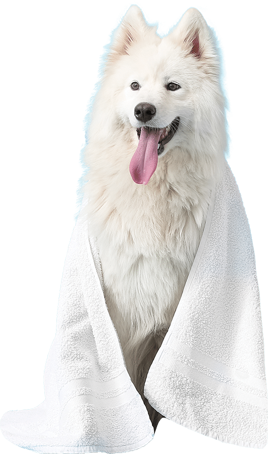 dog 2