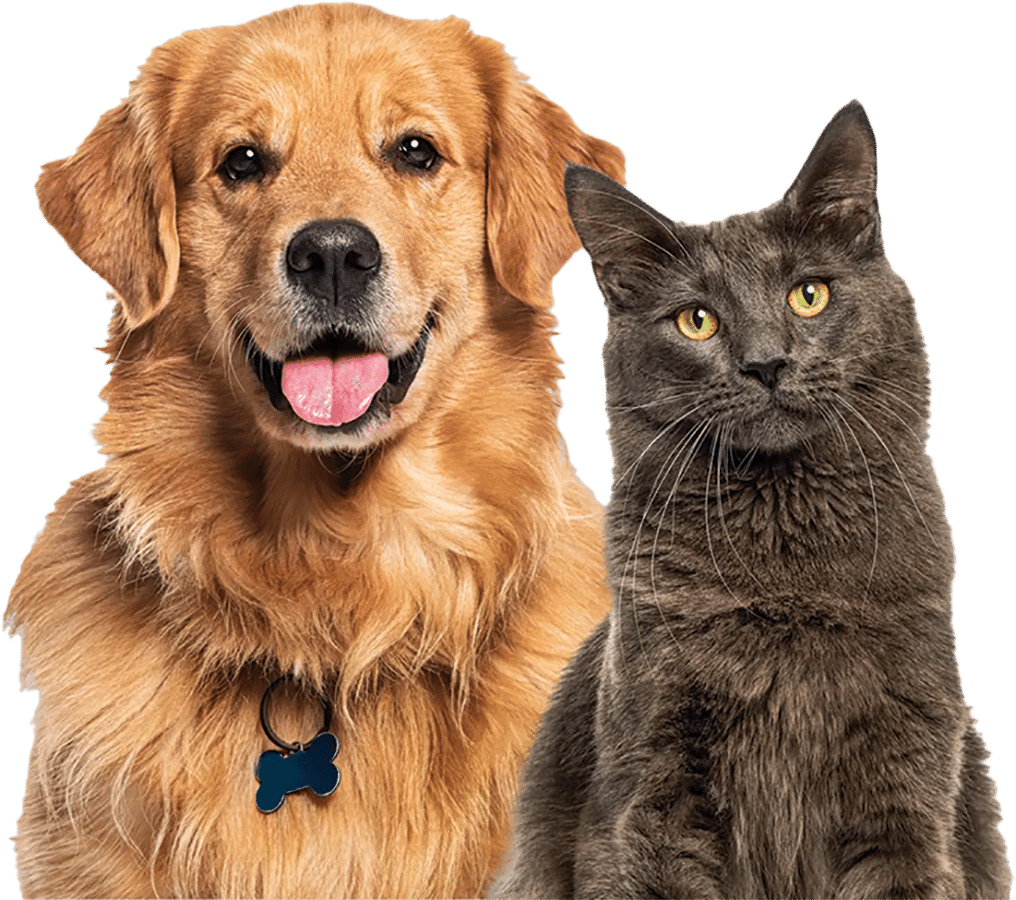 cat dog cat dog
