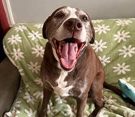 dog1