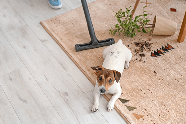 dog spilled plant on rug dog spilled plant on rug