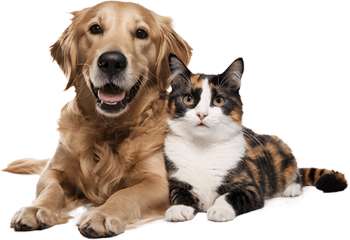 dogo-cat