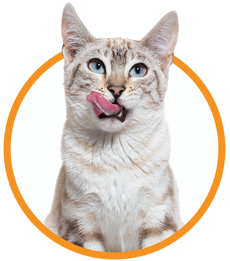 cat cat