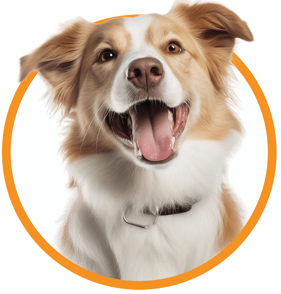 dog dog