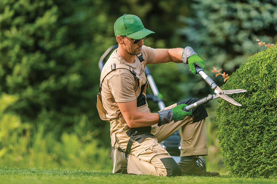 trimming hedges