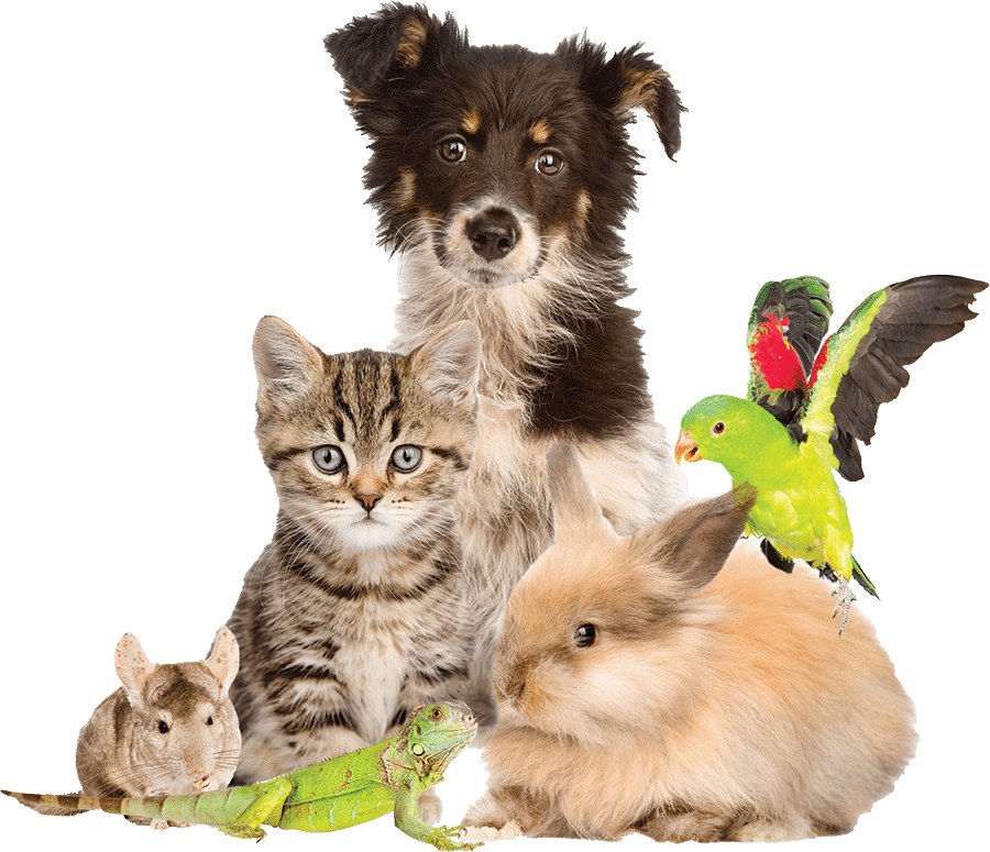 animals