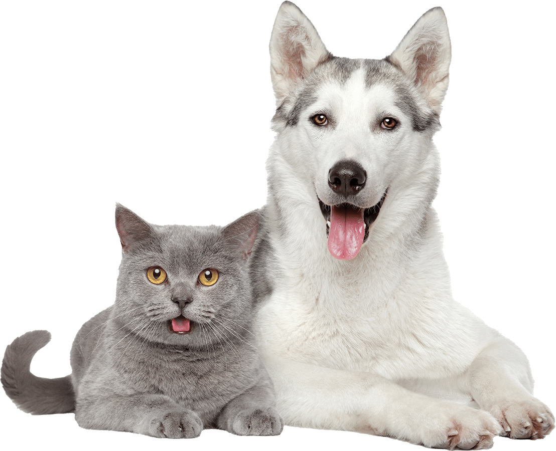 dogcat dogcat