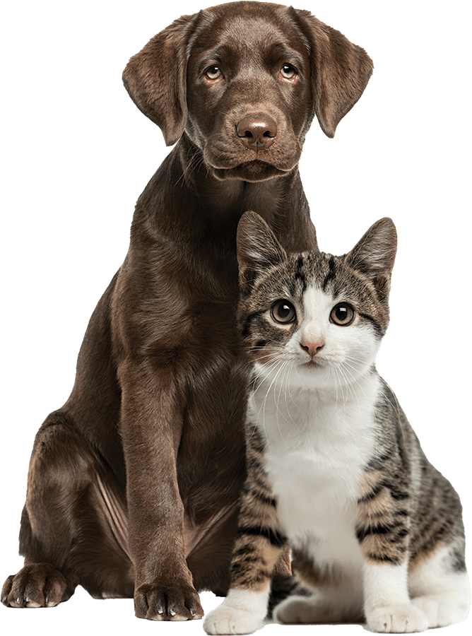 dogcat3 flipped dogcat3 flipped
