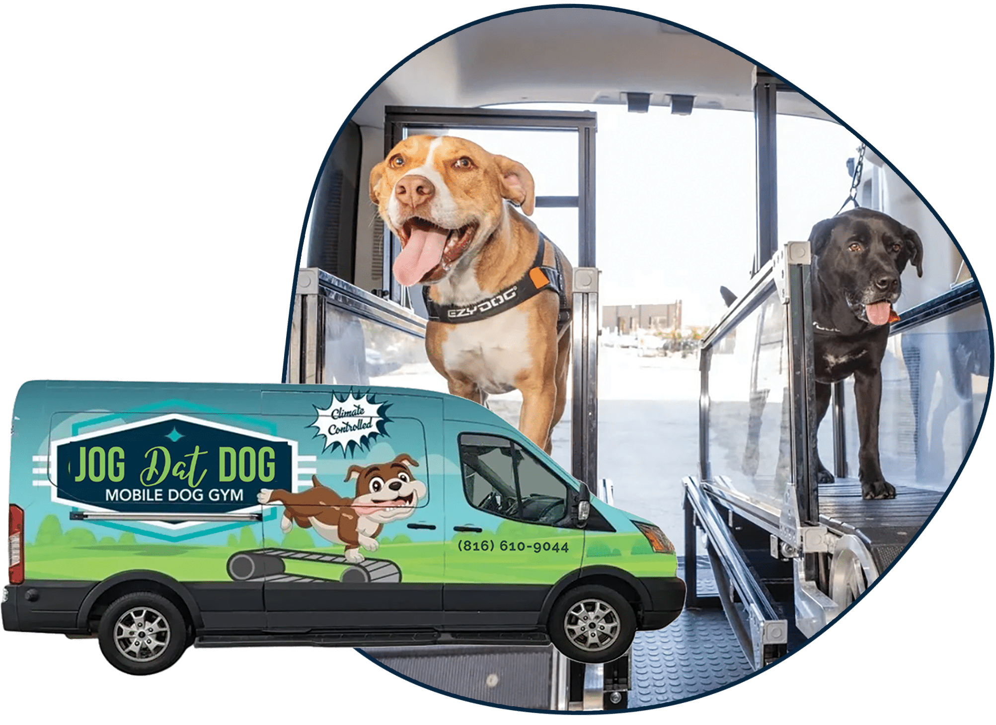 dogs van