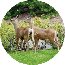 deer deer