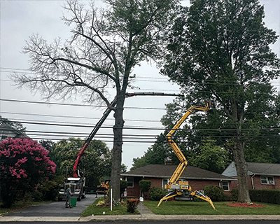 trees-2 trees-2