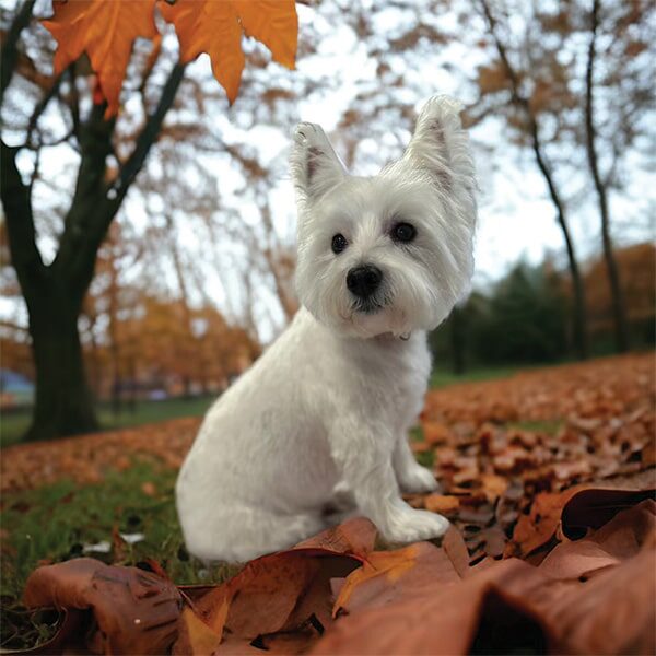 white dog- ears pointy white dog- ears pointy