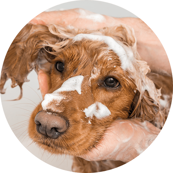 pet-wash