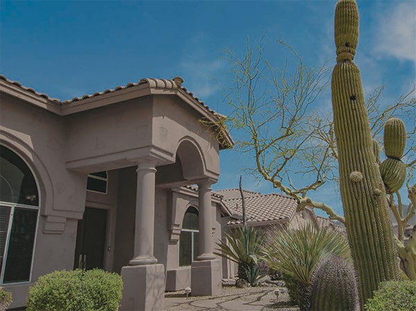 cactus and house img cactus and house img